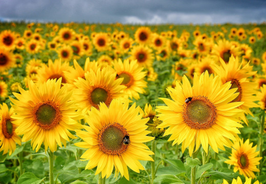 754941 (a): :2048x1416